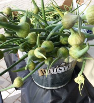 garlic scapes