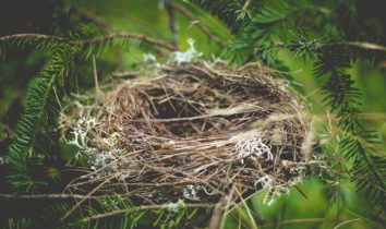 empty nest