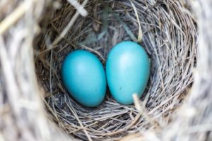 Eggs in nest